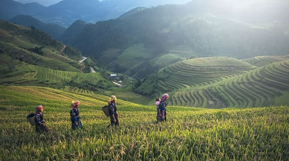 Ethnic tribe walking in Rice Farming Plantation