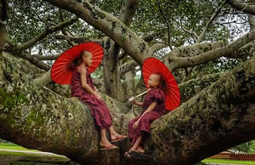 Young monks sitting on the big tree
